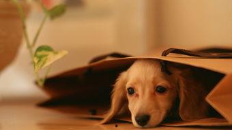 娱乐吃瓜酱救狗还是救人,救狗还是救人的道德抉择